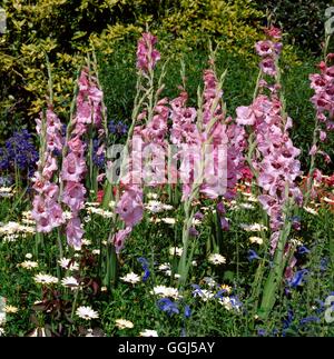 Gladiolus - `Dancing Doll' (Butterfly)   BUL062753 Stock Photo